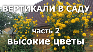 Вертикали в саду часть 2 Высокие Цветы