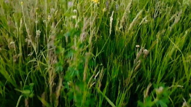 Vredo работа и результат на пастбище, и сенокосе. Луговые сеялки, пастбищные травяные Воронеж