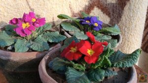 "Primula" flowers full detailed video in urdu/hindi | Plant line Nursery