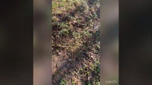Бакфаст или Карника вот в чем вопрос.