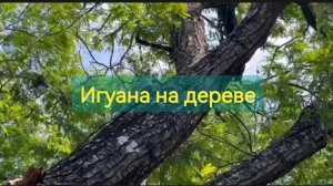 Черная игуана на дереве