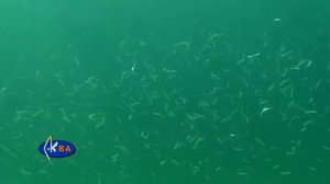 Песчанка. Рыбы Черного моря. Gymnammodytes cicerelus Mediterranean sand eel