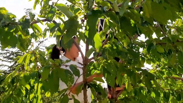 CHERRY PICKING смотреть онлайн