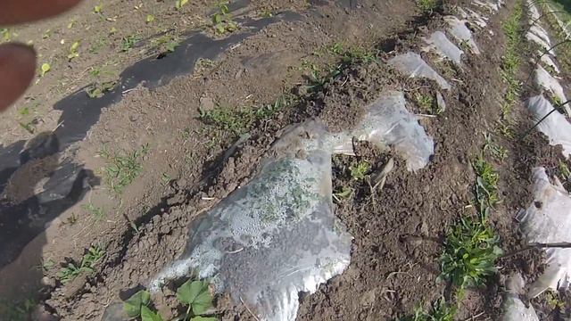 Обзор Арбузов,Дынь, Огурцов, Кабачков, Лагенарии смотреть онлайн