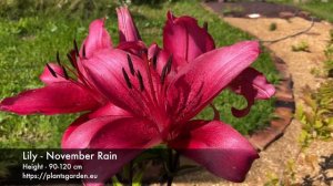 Lily - November Rain 4K