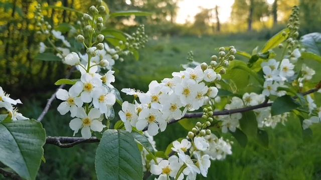 Стихи про черёмуху и весну смотреть онлайн