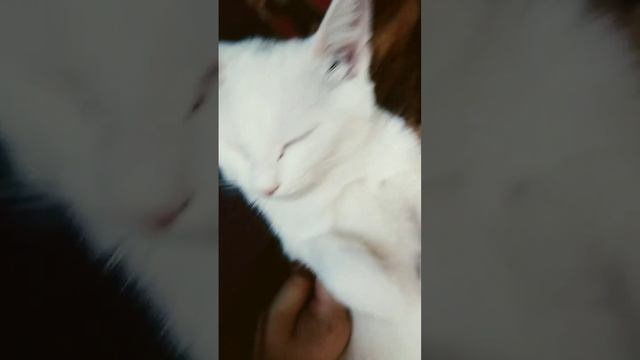 Кролик симбочка смотреть онлайн