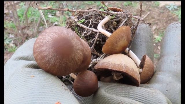 Psathyrella sp Greece by Theo смотреть онлайн