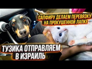 Отправила Тузика,Дину и Лису и уехала к маме. Ориону (Маркизу) стало плохо, его поездку отменила.