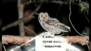 Красная книга или Возьмём под защиту. Кировская область.