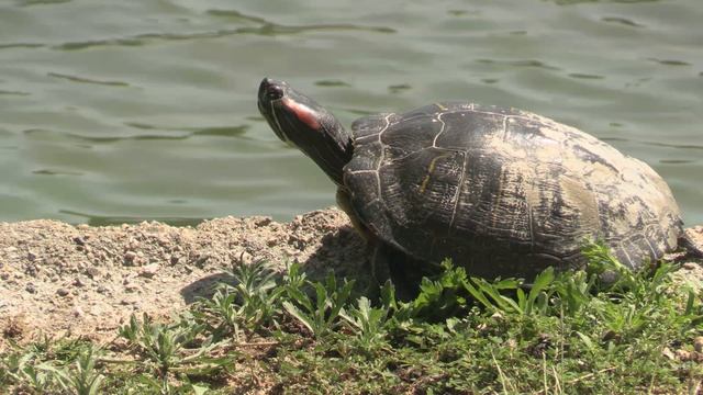 CANON VIXIA HF G50 4K Test смотреть онлайн