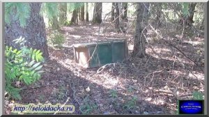 Кошмар на лесном точке. Многокорпусный улей. Пчеловодство для начинающих