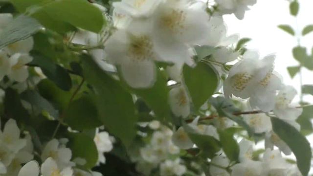 Цветы на даче смотреть онлайн