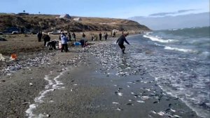 Нерест уйка в городе Томари.