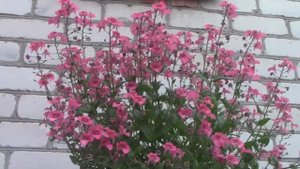 Диасция.Как продлить цветение.mp4