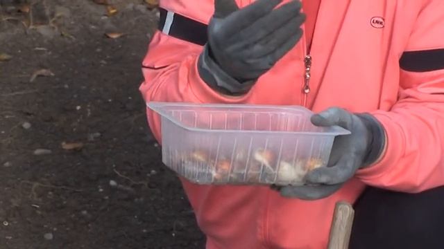 Блог Светланы Кацаповой 5 выпуск (про размножение тюльпанов,лука, роз, георгин) смотреть онлайн