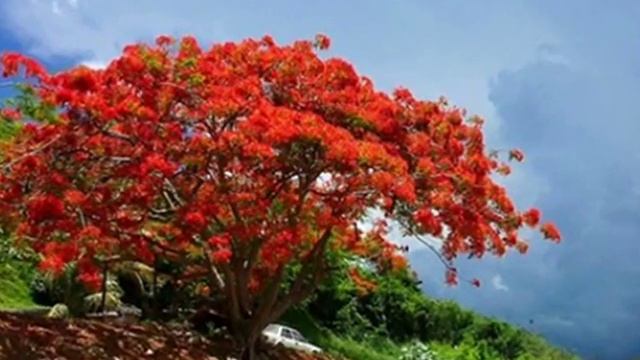 Delonix regia Делоникс королевский, Огненное дерево автор клипа Зоя Боур-Москаленко смотреть онлайн