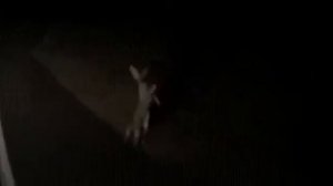 Кролики дерутся возле дороги