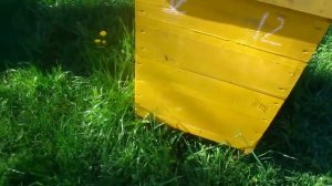 Тип улья, недостатки и преимущества