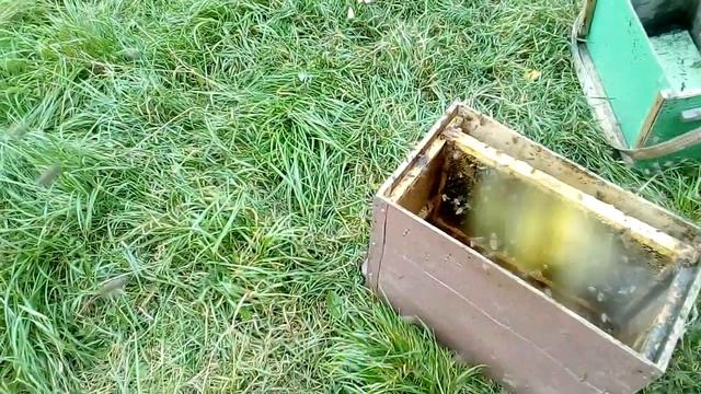 Пасека в лесу! Как найти матку в лежаке?! смотреть онлайн