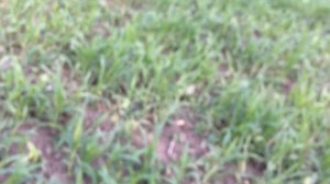 Результат внесение гербицида на просе