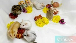 Хомяки Джунгарики - разные окрасы