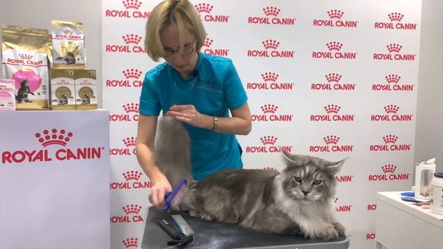 Выставочный экспресс-гуминг мейн-куна". Сухой груминг