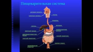 Природоведение, 3 класс "Пищеварительная система"