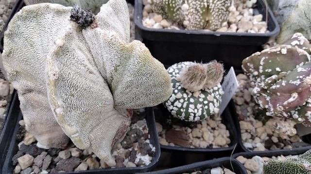 Раздариваю кактусы.Отрезаю детки от кактусов.Пересадка кактусов.Аустрокактусы и птерокактусы.