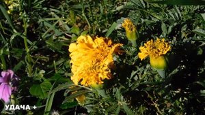 29 сентября День Людмилы .Что нельзя делать 29 сентября День Людмилы . Народные традиции и приметы