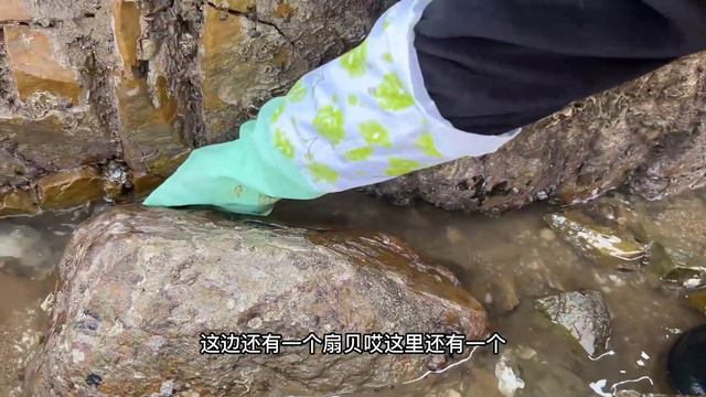 海邊退大潮致礁石區大貨擱淺，牛牛來抓了半桶，直呼要發財啦！【牛牛赶海海鲜】 смотреть онлайн