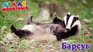Барсук Атлас животных.mp4