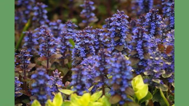 Цветущие травы. 06- Живучка ползучая смотреть онлайн