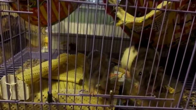 Пасюки | Лапки лапки, или Молли просится гулять. (Wild Rats) смотреть онлайн