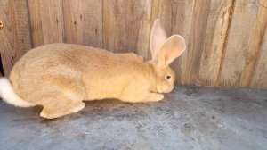 Ризен голд. #ризен #фландр #кролики #кролиководство