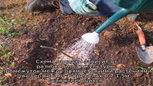 Ежевика в Сибири посадка и уход