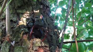 брачные игры жуков рогачей marriage games of stag beetles