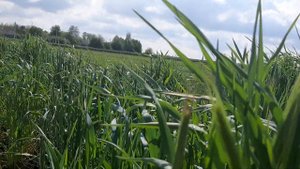 Озимая рожь. Эксперимент.