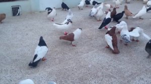 Красивые голуби какие породы