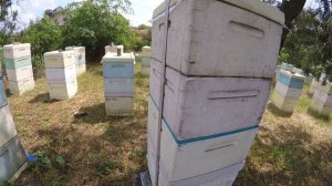 Сколько мёда принесла одна семья на белой акации, сезон 2016 года.