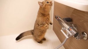 Kitten Lili waits all the way until her owner gets out of the bath