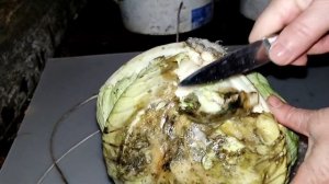 Снова в погреб //идеальный способ как сохранить Капусту // эксперимент //