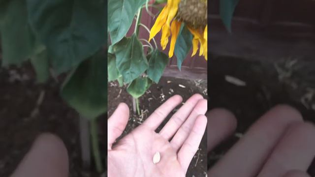 Sunflower seeds almost ready for harvest!