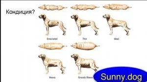 Анализ кондиции собаки, их виды и характеристики
