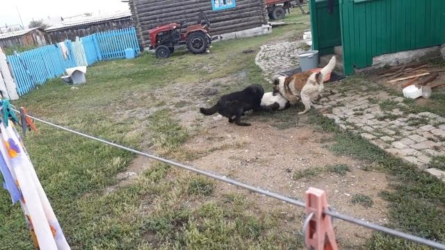 Собачьи бои