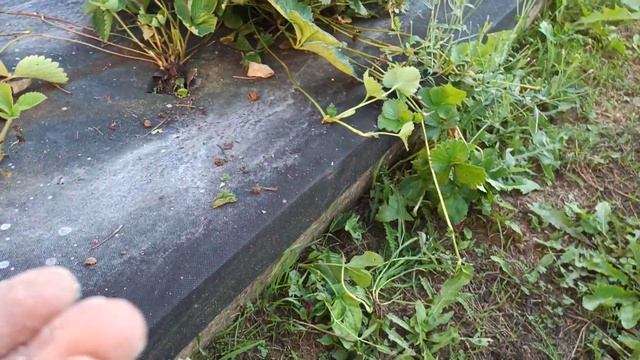 Биологическое средство от муравьёв - Муравьёв нет смотреть онлайн