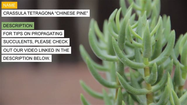 Crassula tetragona “Chinese Pine” смотреть онлайн