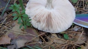 Плютей олений -Съедобный гриб*Байки грибника