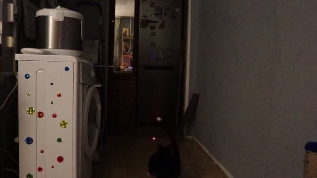 Про моего кота, знакомьтесь - Черныш смотреть онлайн