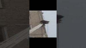 Есть такая работа